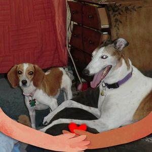 Meet your Posher, Lou